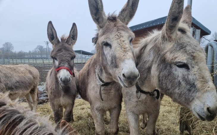Zbiórka Warzywa Dla Przystani - zdjęcie główne