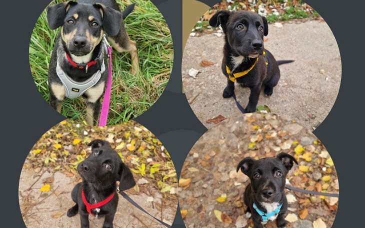 Zbiórka Na szczeniaki z Wandalowa - zdjęcie główne