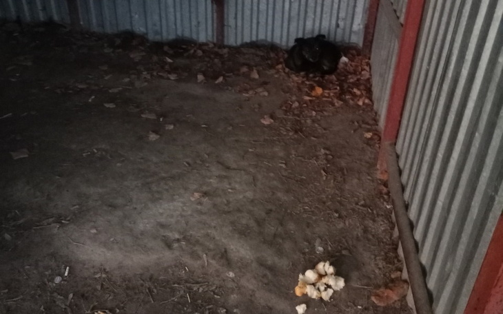 Pusty kąt w stodole z resztkami jedzenia.