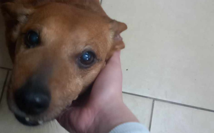 Zbiórka Rudy potrzebuje pilnej operacji - zdjęcie główne