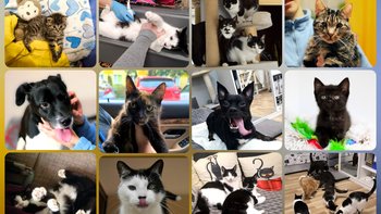 Zbiórka Na pomoc kotom i psom. - miniaturka zdjęcia
