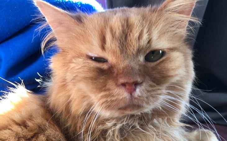 Rudy kot z zamkniętym okiem, wyglądający na zrelaksowanego.