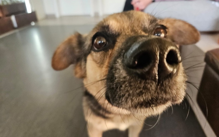 Zbliżenie na psa, ciekawski wyraz pyszczka.