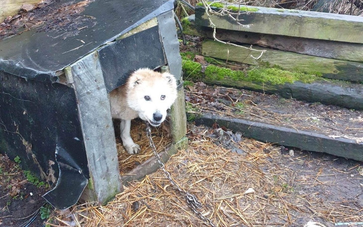 Pies wychylający się z budy, przywiązany łańcuchem w lesie.
