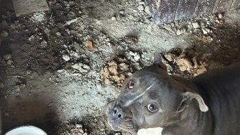 Zbiórka Psy przesiąknięte cierpieniem - miniaturka zdjęcia