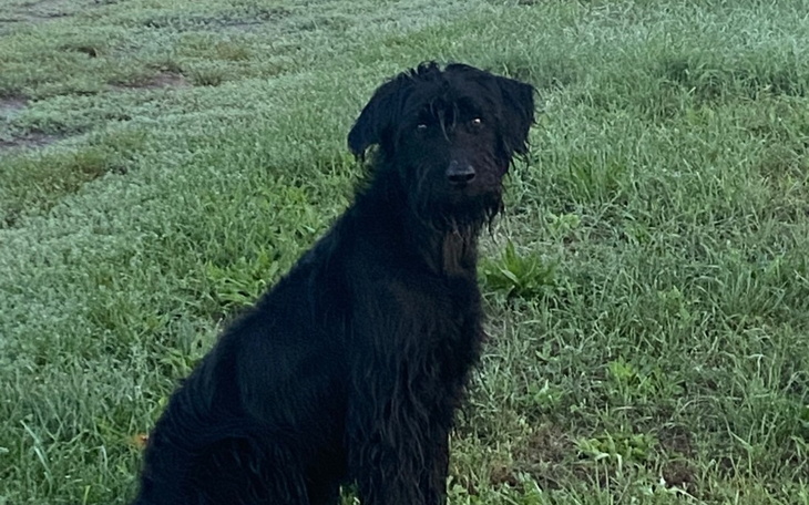 Zbiórka Pomoc dla pieska na szybko - zdjęcie główne