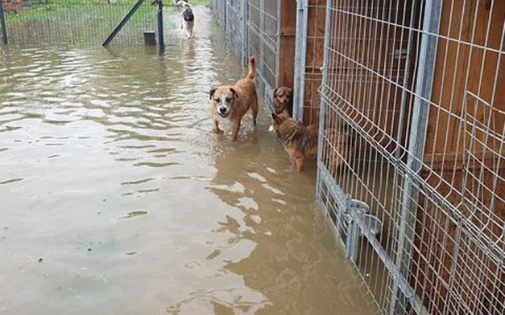 Zbiórka Zbiórka na schronisko zalane - zdjęcie główne