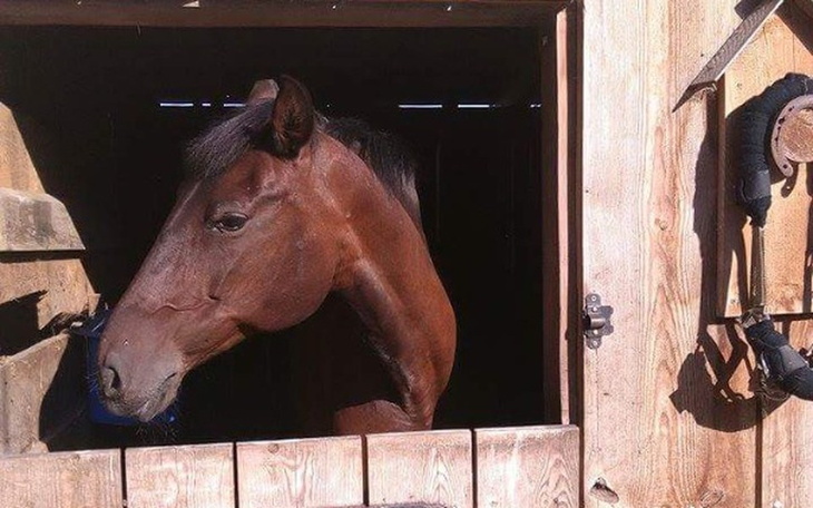 Zbiórka POMOC NA Leczenie "BOMBY" - zdjęcie główne