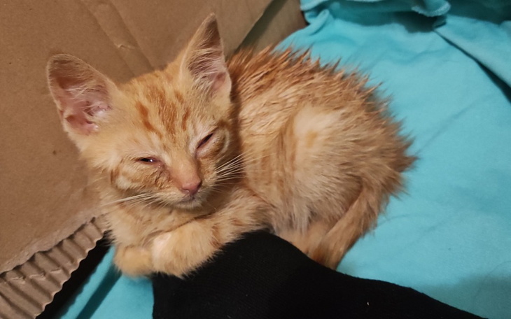 Mały, rudy kotek śpiący na niebieskiej tkaninie.