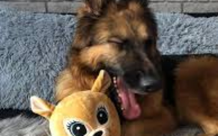 Zbiórka Operacja psa // brakuje 300 zł - zdjęcie główne