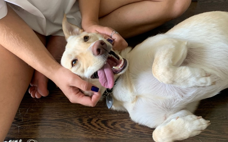 Radosny pies leżący na podłodze, cieszy się pieszczotami właściciela.