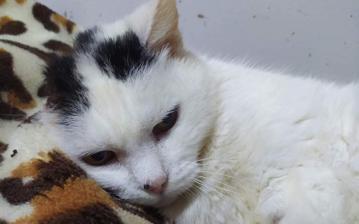 Zbiórka Leczenie Werony - zdjęcie główne