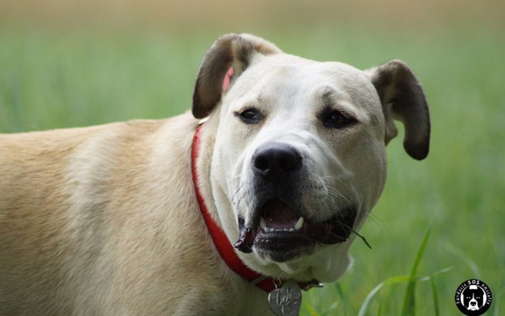 Pies o jasnej sierści, z uśmiechem na tle zieleni.