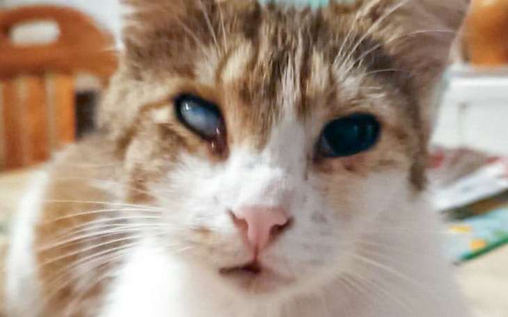 Zbiórka ratunek dla kotów Pana Marka - zdjęcie główne