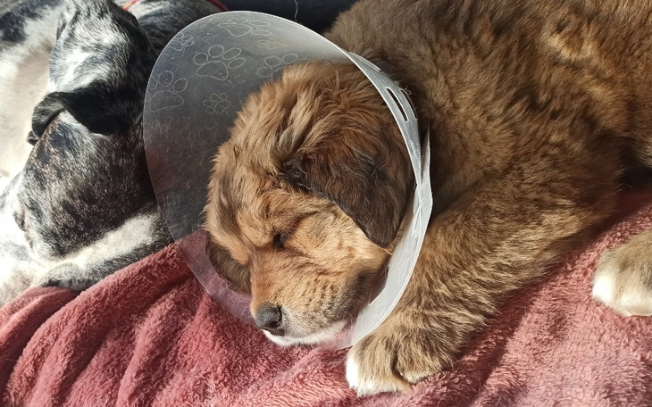 Piesek w kołnierzu ochronnym, śpiący na kocu.