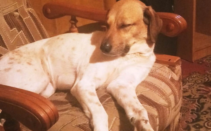 Zbiórka Osoba niepełnosprawna i jej pies - zdjęcie główne