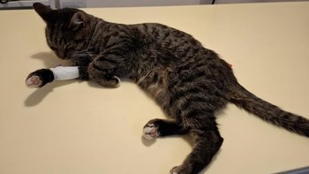 Zbiórka Kot ze złamanym ogonem - miniaturka zdjęcia