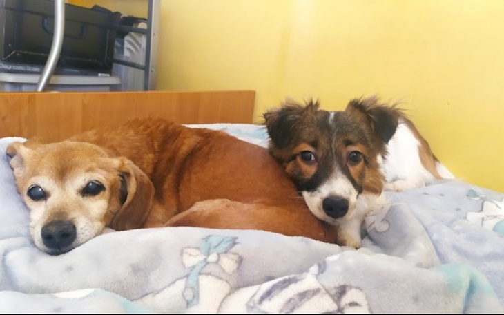 Zbiórka Zbieram na schornisko - zdjęcie główne