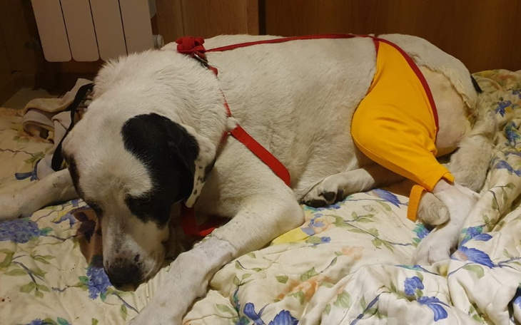 Zbiórka KIRA chce chodzić i żyć bez bólu - zdjęcie główne