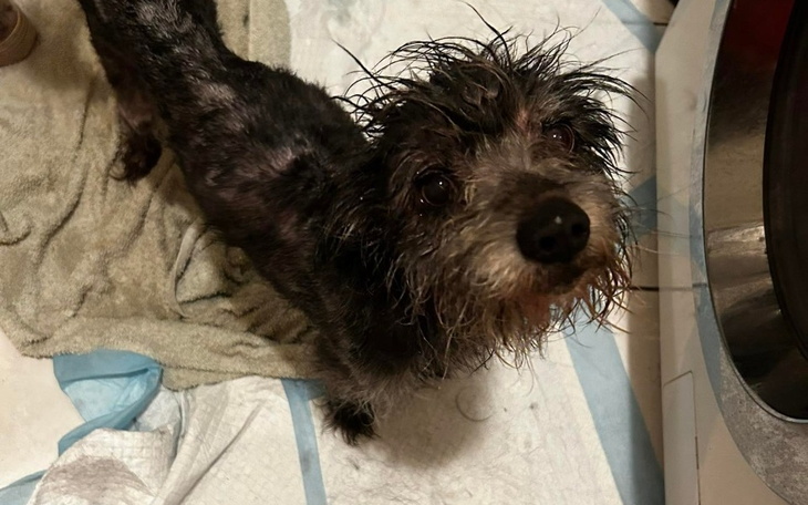 Zbiórka Operacja Olivierka - zdjęcie główne