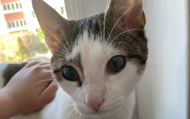 Biały kot z brązowymi łatami, patrzący w obiektyw.