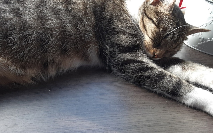 Zbiórka Na kotka - zdjęcie główne