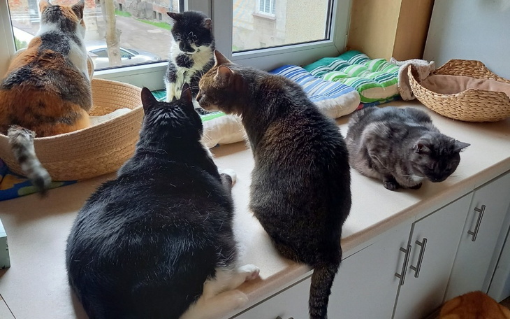 Pięć kotów siedzących na parapecie, obserwujących świat.