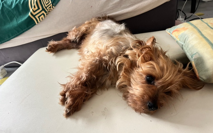 Zbiórka Leczenie porzuconego pieska - zdjęcie główne