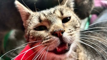 Zbiórka Beczka umiera! Dusi się! - miniaturka zdjęcia