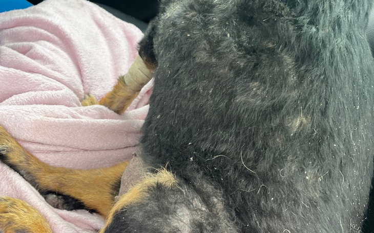 Zbiórka Transport suni w złym stanie - zdjęcie główne