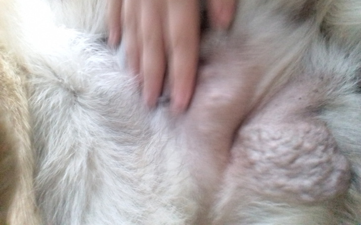 Zbiórka Na leczenie suczki - zdjęcie główne