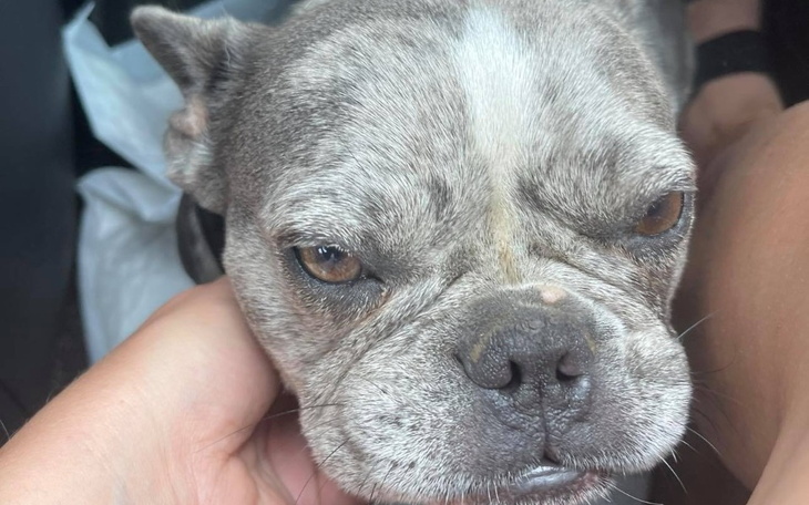 Zbiórka Koka prosi o pomoc - zdjęcie główne