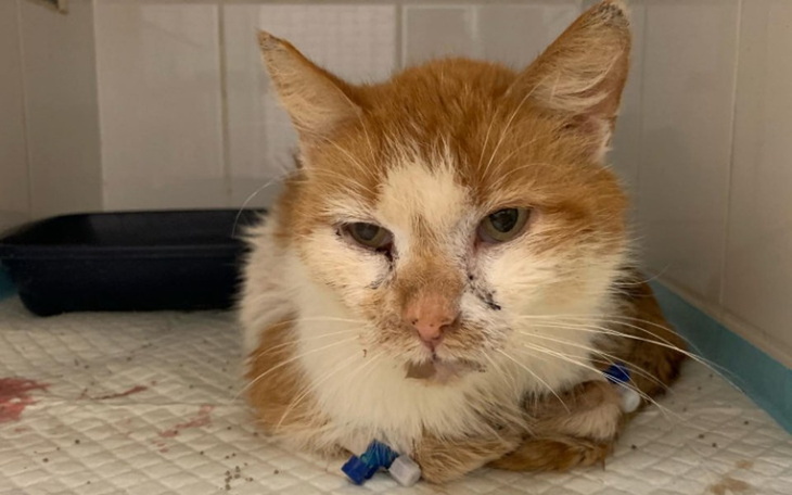 Zbiórka Morfeusz - zdjęcie główne