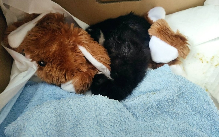 Zbiórka Osierocone kocie oseski - zdjęcie główne