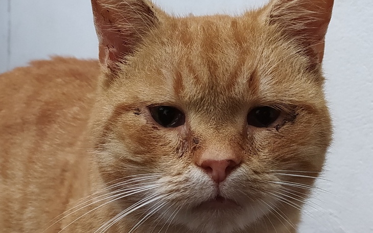 Zbiórka Max prosi o pomoc - zdjęcie główne