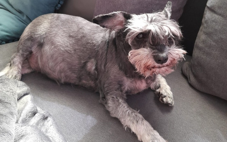 Zbiórka Ratowanie Zdrowia Nutrii - zdjęcie główne