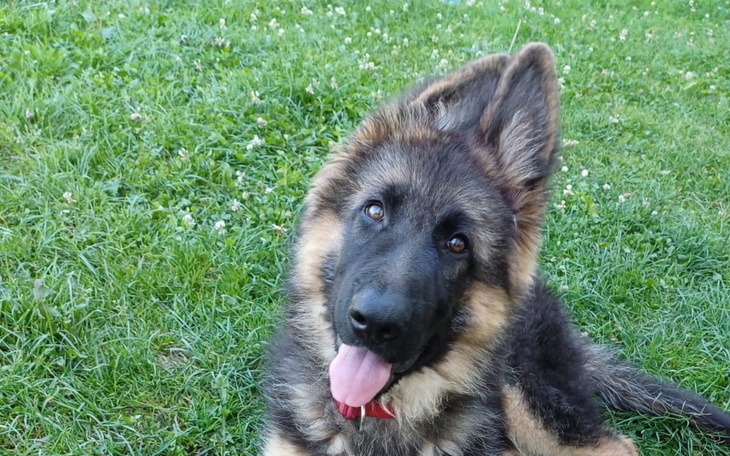 Szczeniak owczarka niemieckiego leżący na trawie.