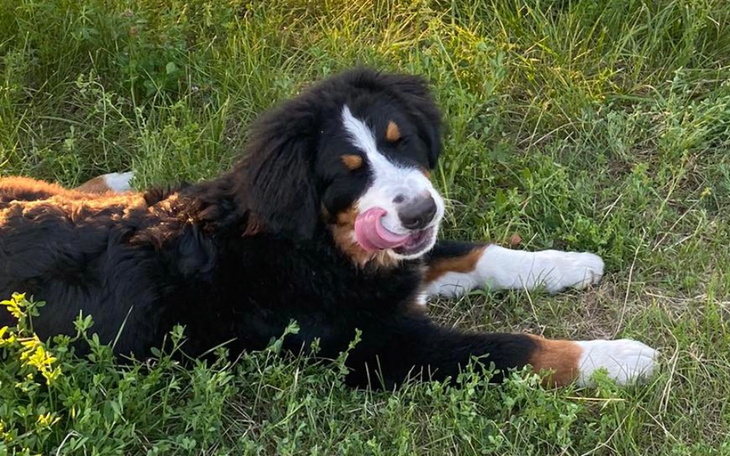 Zbiórka Operacja dysplazja biodrowa Leo - zdjęcie główne