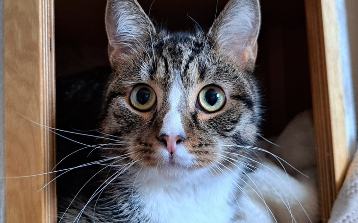 Kot z dużymi oczami, patrzący z ciekawością.