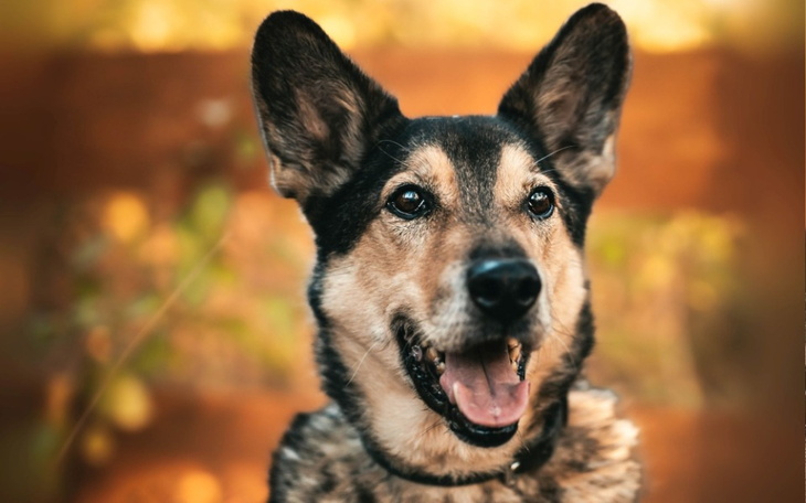 Pies z uszami stojącymi, uśmiechnięty, w ciepłym świetle.