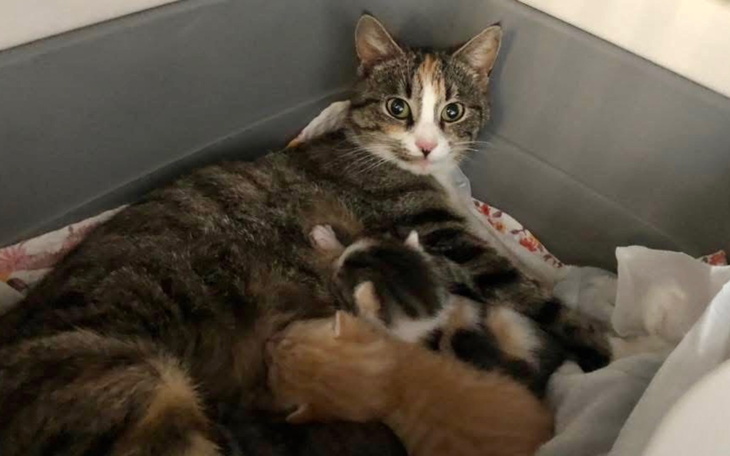 Kotka z kociętami w przytulnym miejscu.