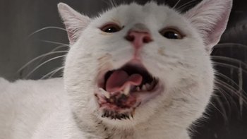 Zbiórka Walczymy o życie Lucka - miniaturka zdjęcia