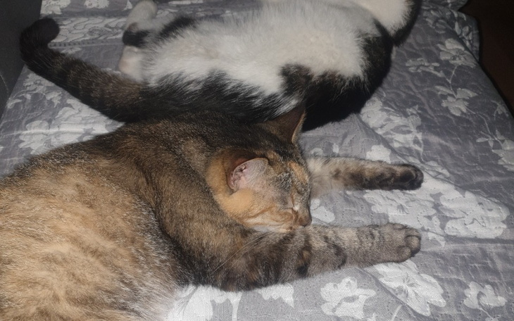 Zbiórka Sucha Karma dla kotow - zdjęcie główne