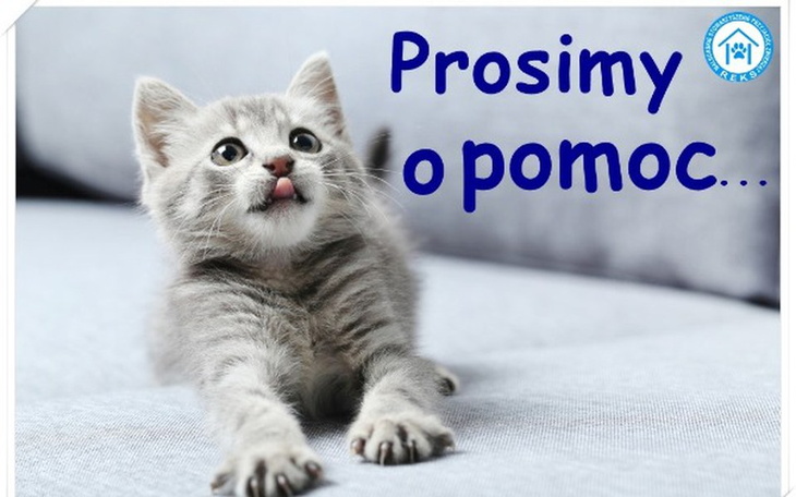 Zbiórka Na codzienne potrzeby :( - zdjęcie główne