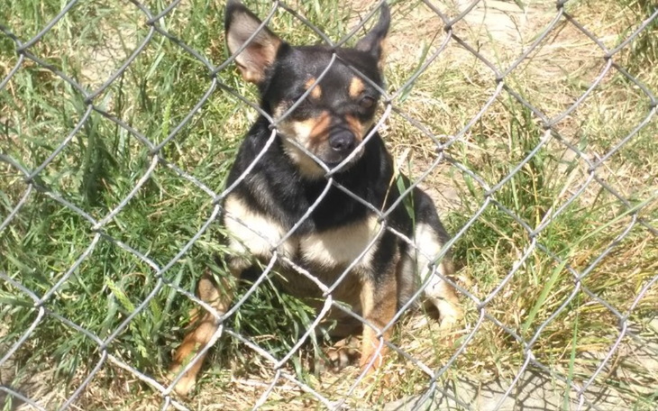 Zbiórka Na kojec dla bezdomniakow - zdjęcie główne