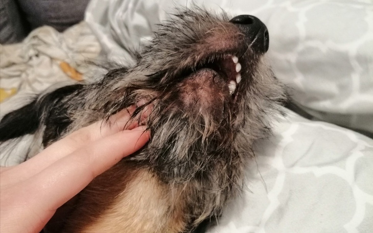 Zbiórka Dla ukochanego pieska - zdjęcie główne