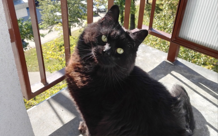 Zbiórka Umierający kotek WYŚCIG Z CZASEM - zdjęcie główne