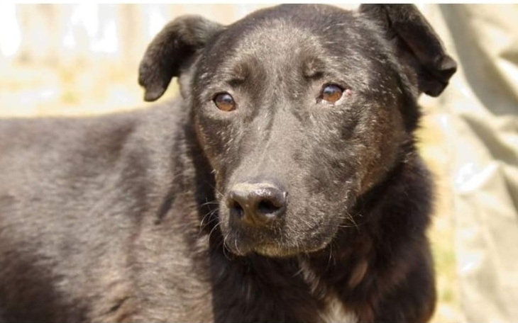 Zbiórka Dla psa na drogę do wolności - zdjęcie główne