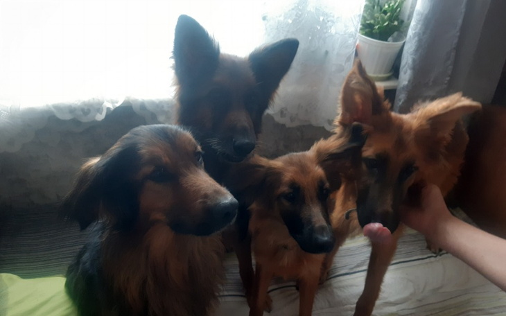 Zbiórka Pomoc w utrzymaniu 4 psów - zdjęcie główne