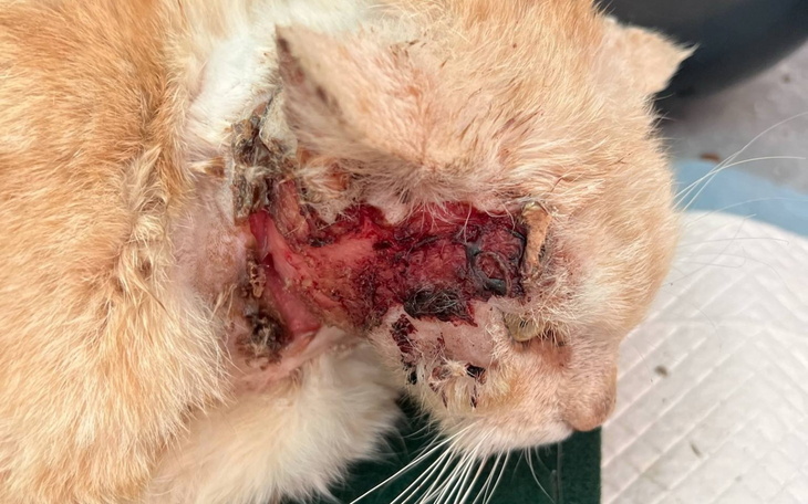 Ranny kot z poważnymi obrażeniami na szyi.